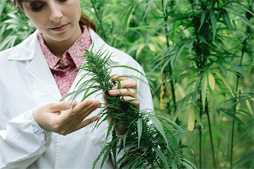 Association Québécoise de l'Industrie du Cannabis Association Québécoise de l'Industrie du Cannabis