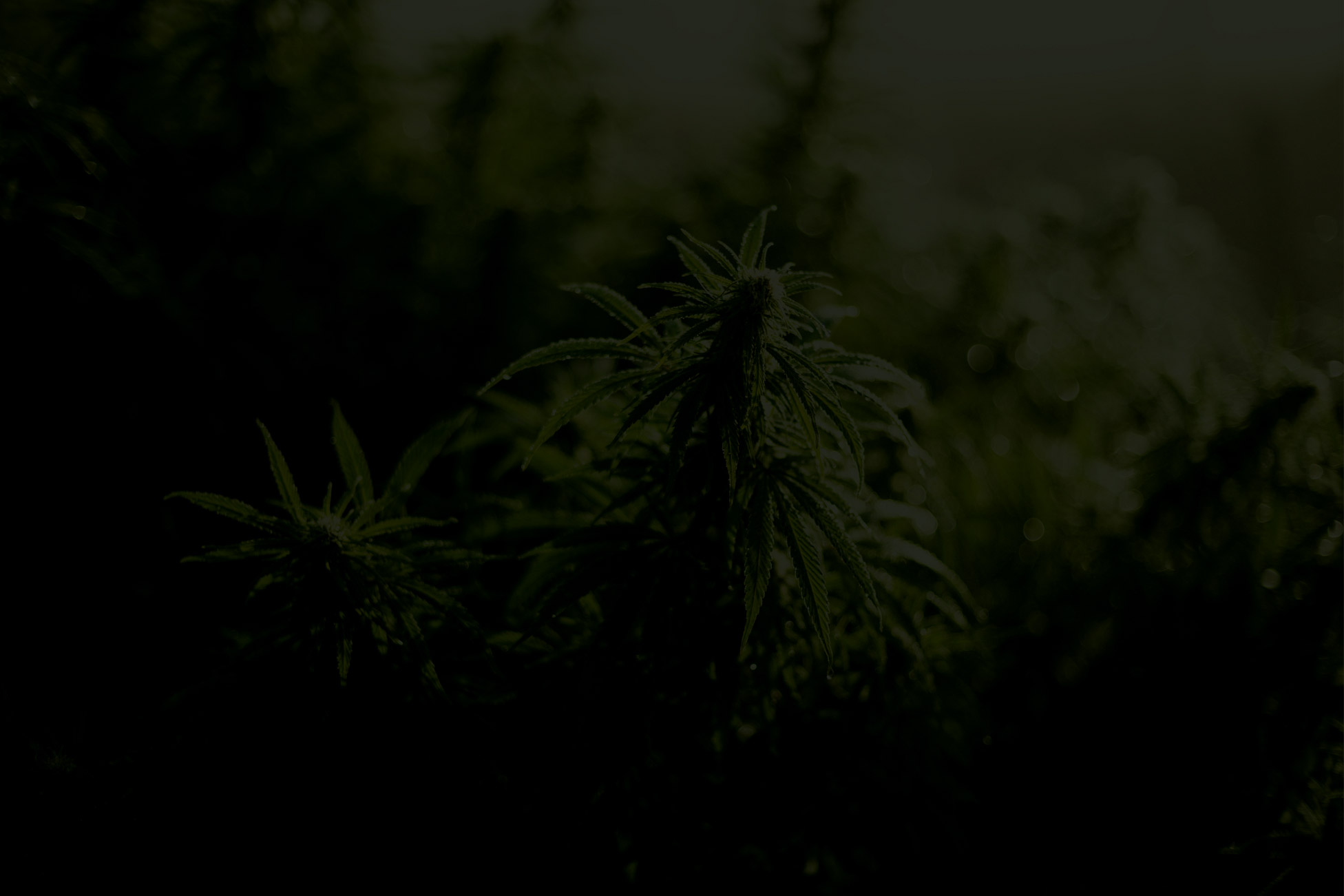 Association Québécoise de l'Industrie du Cannabis Association Québécoise de l'Industrie du Cannabis