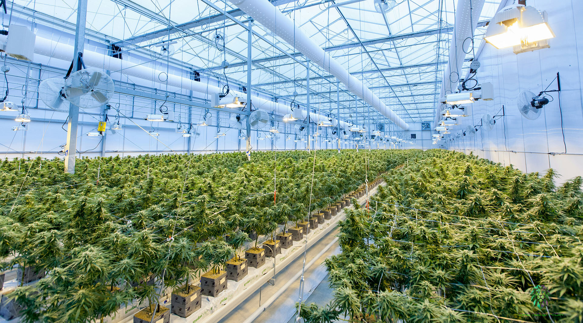 Association Québécoise de l'Industrie du Cannabis Association Québécoise de l'Industrie du Cannabis