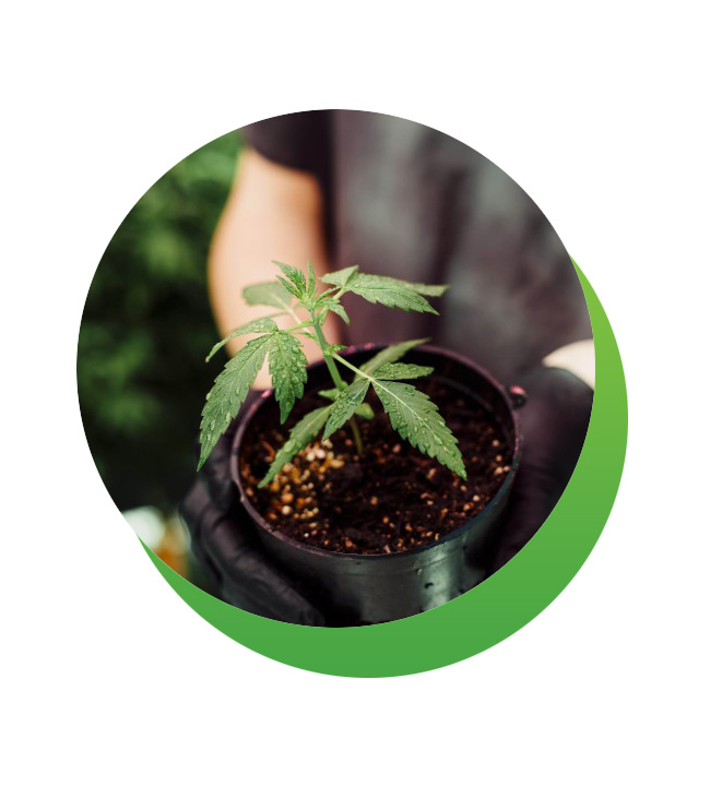 Association Québécoise de l'Industrie du Cannabis Association Québécoise de l'Industrie du Cannabis